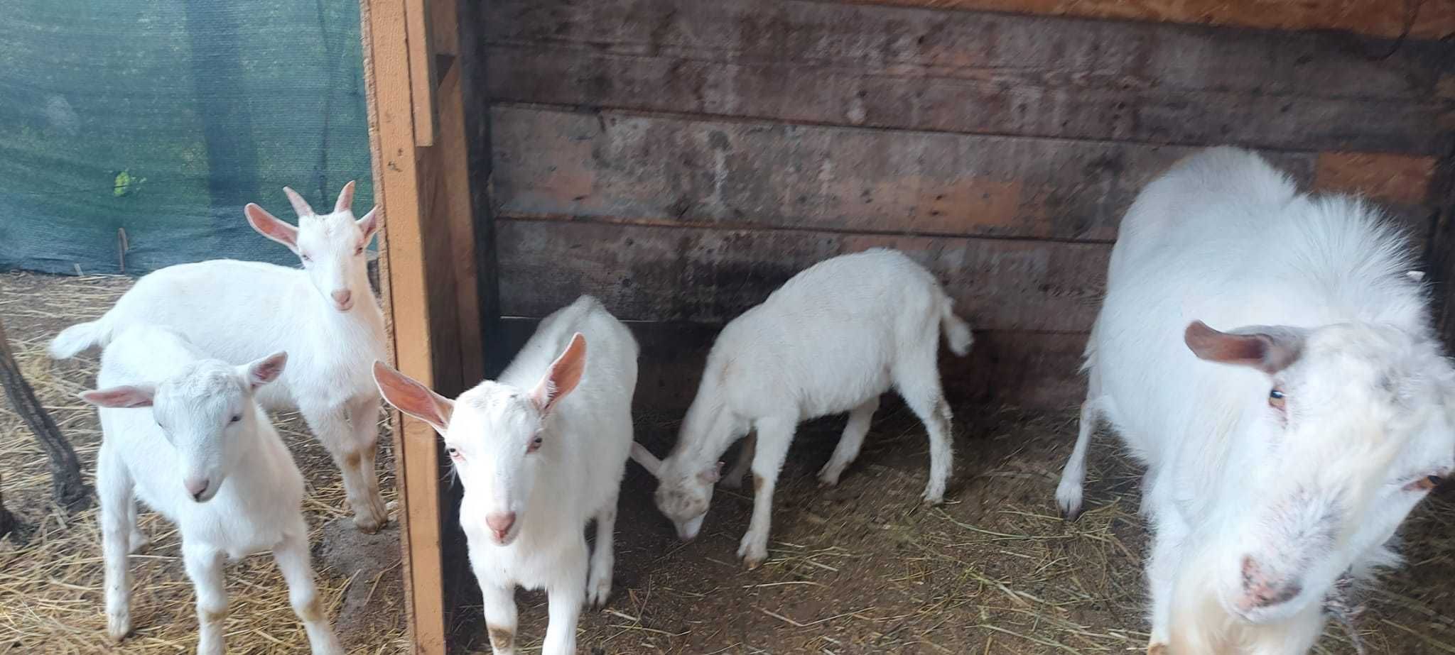 Tapisori sannen ciuți  genetic