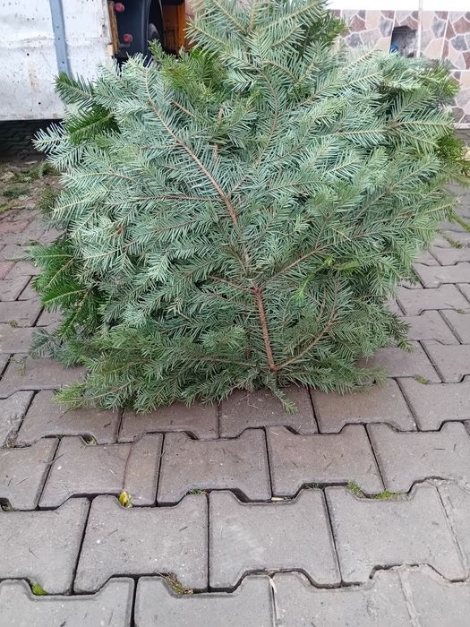 Balot din brad natural