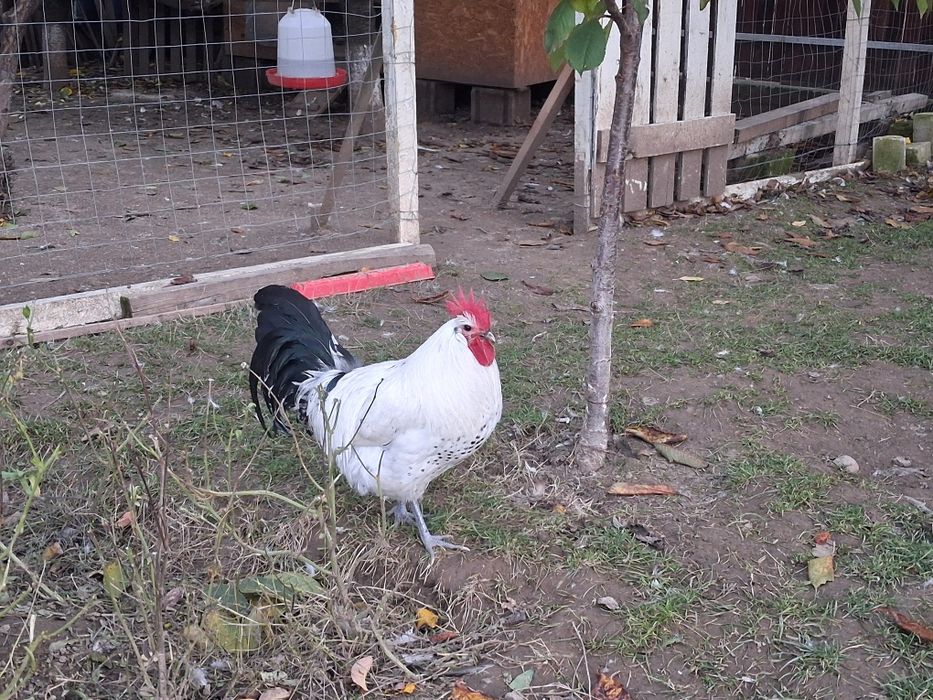 Vând  cocoși si gaini Brakel outoare