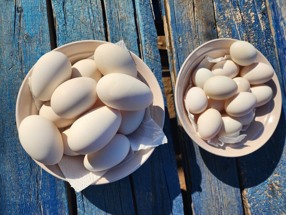 Продаю домашние утиные и гусиные яйца