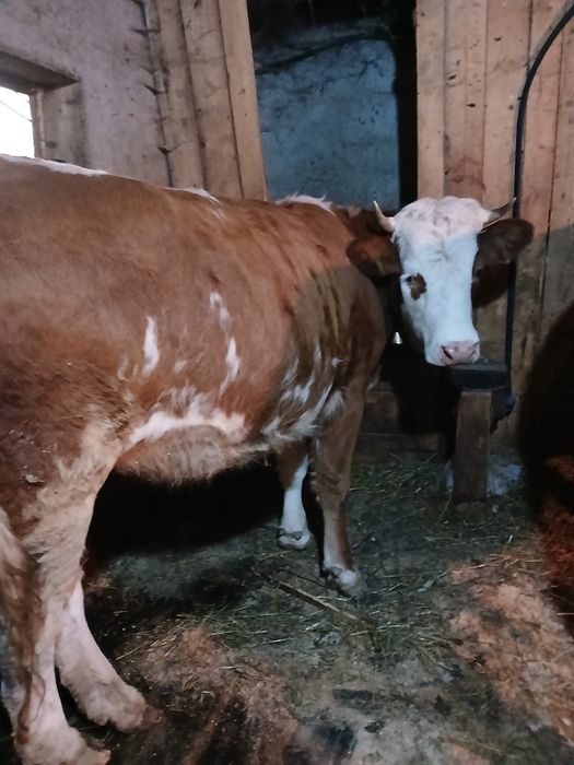 Vând juninca baltata