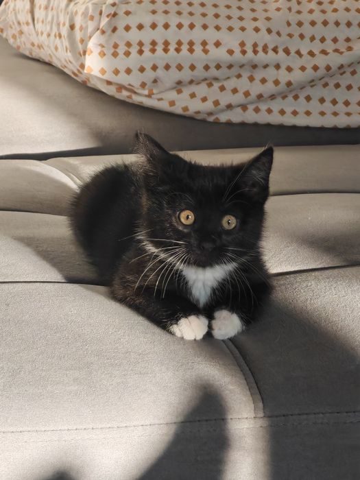 Кошечка 2 месяца отдам в хорошие руки