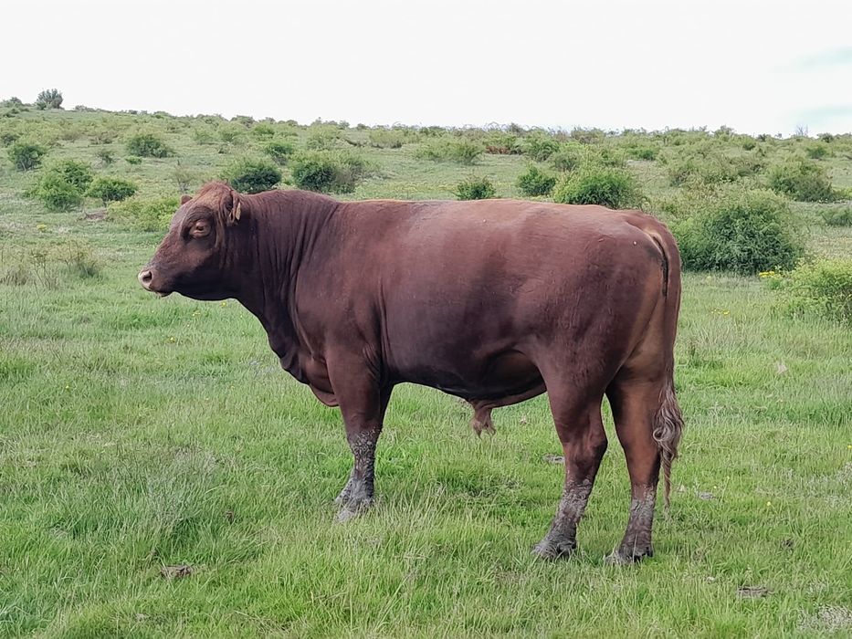 Taur angus cu pedigree