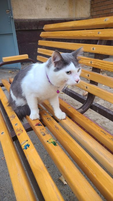 Mushuk beramza tekinga