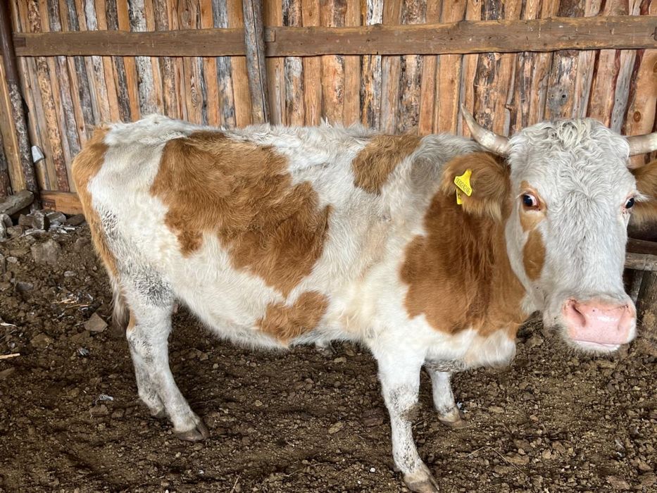 Продам три коровы