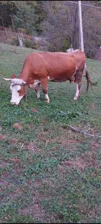 Vaca Baltata Romaneasca cu cornul alb, rasa pura.