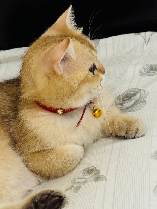 Золотая шиншилла