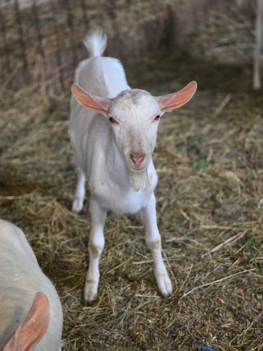 Țap Sannen ciut genetic
