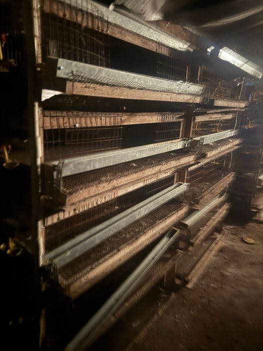 Аренда перепелиной фермы, аренда оборудавания для перепелов