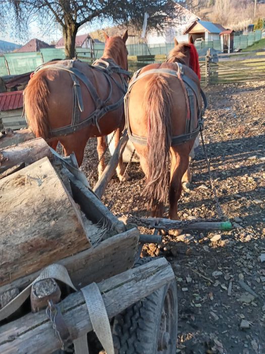 Cai de vânzare Lunca Ilvei 3500