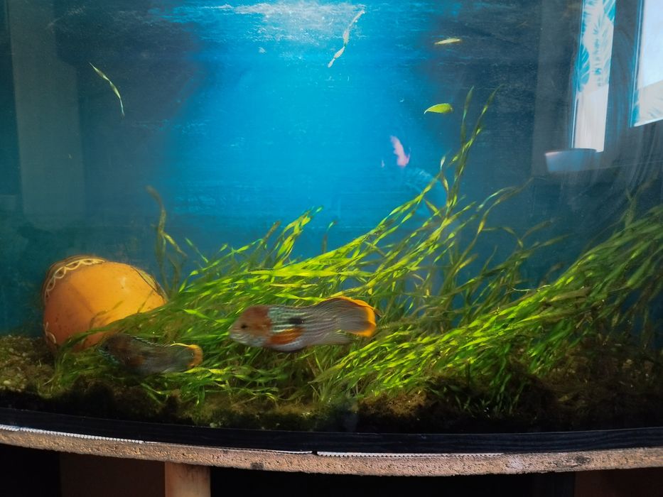 Продаю аквариум 200–250 л с рыбками и фильтром