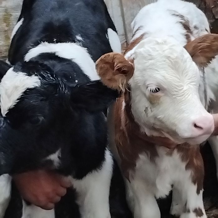 Vand un turas si o vitea