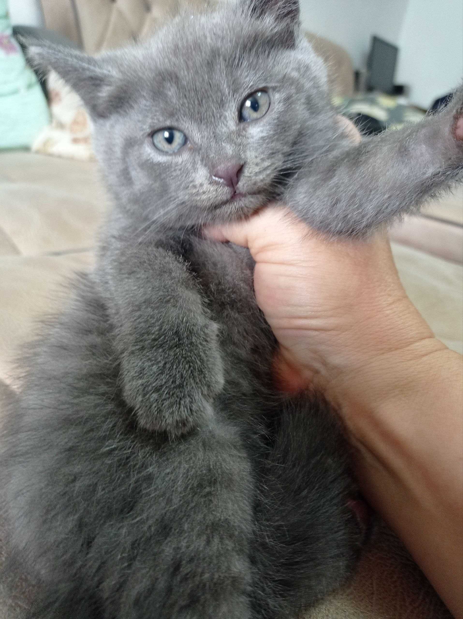 Проадется котенок скоттиш страйт