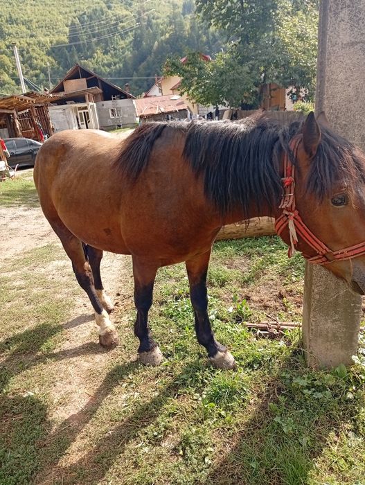 Vând armăsar 2 ani jumate accept ori ce proba