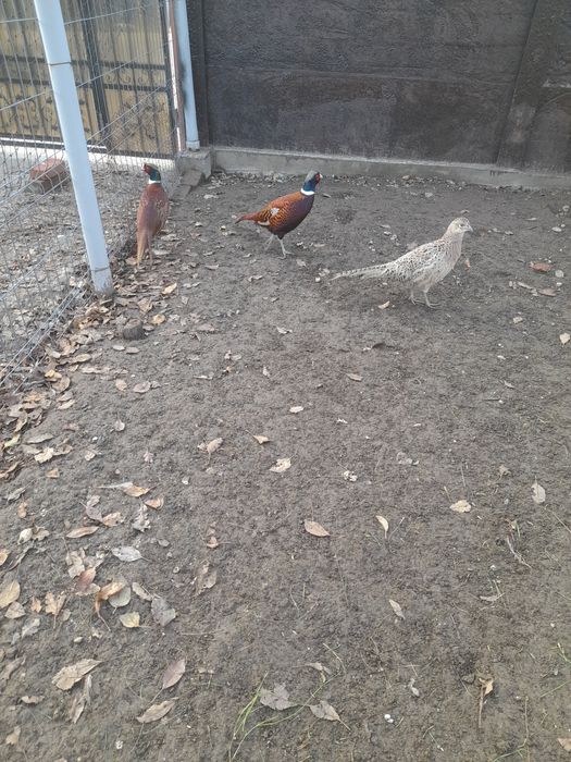 Vând mascul fazan comun