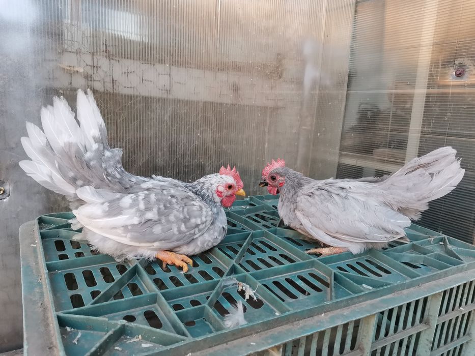 Chabo lavandă  cocoși și găini