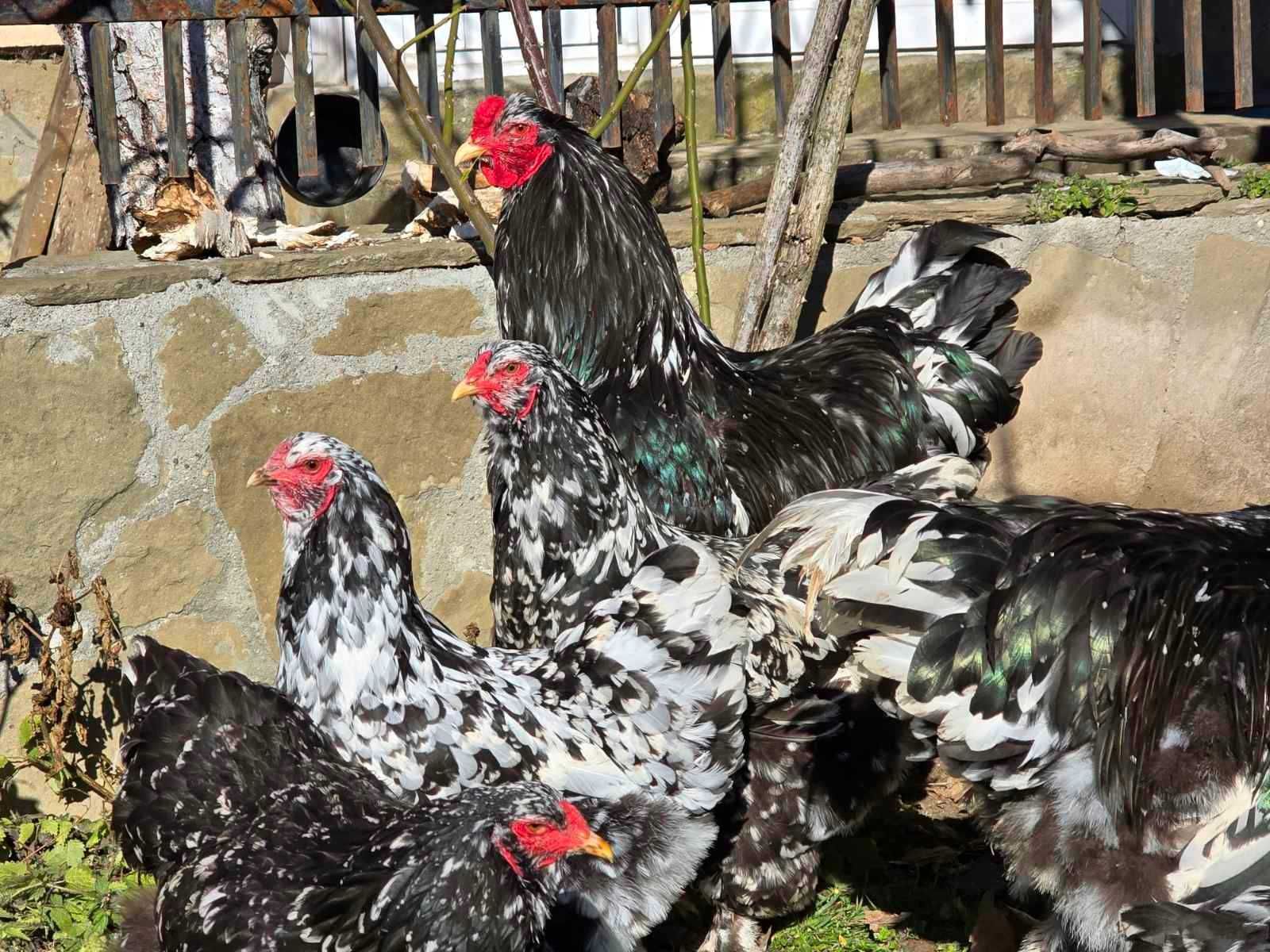 Продавам разплодни яйца от Мозаечна брама/Mottled Brahma