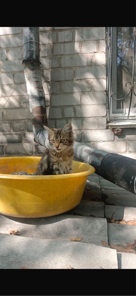 Отдам котят бесплатно, замерзают на холоде,помогите