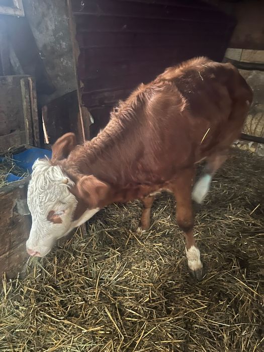 Vand  vitea baltata pentru taiat