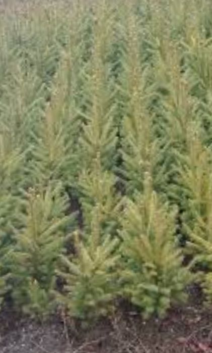 Puieți foresteri pentru perdele forestere și ămpăduriri