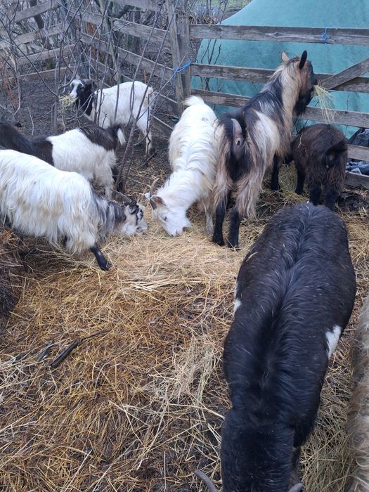 5 Capre si un tzap de vanzare