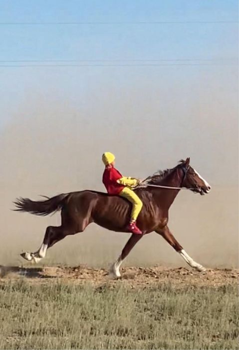 Жеребец-лошадь-конь на производителя Ат Сатылады