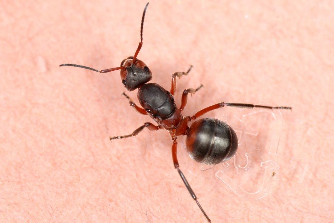 Муравьиные матки Formica pratensis — для старта фермы / формикария