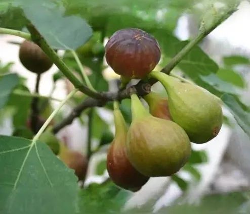 Smochin (Black Mission )