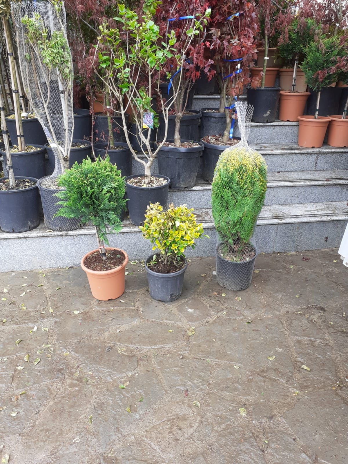Plante ornamentale pentru o grădină de vis preț accesibil