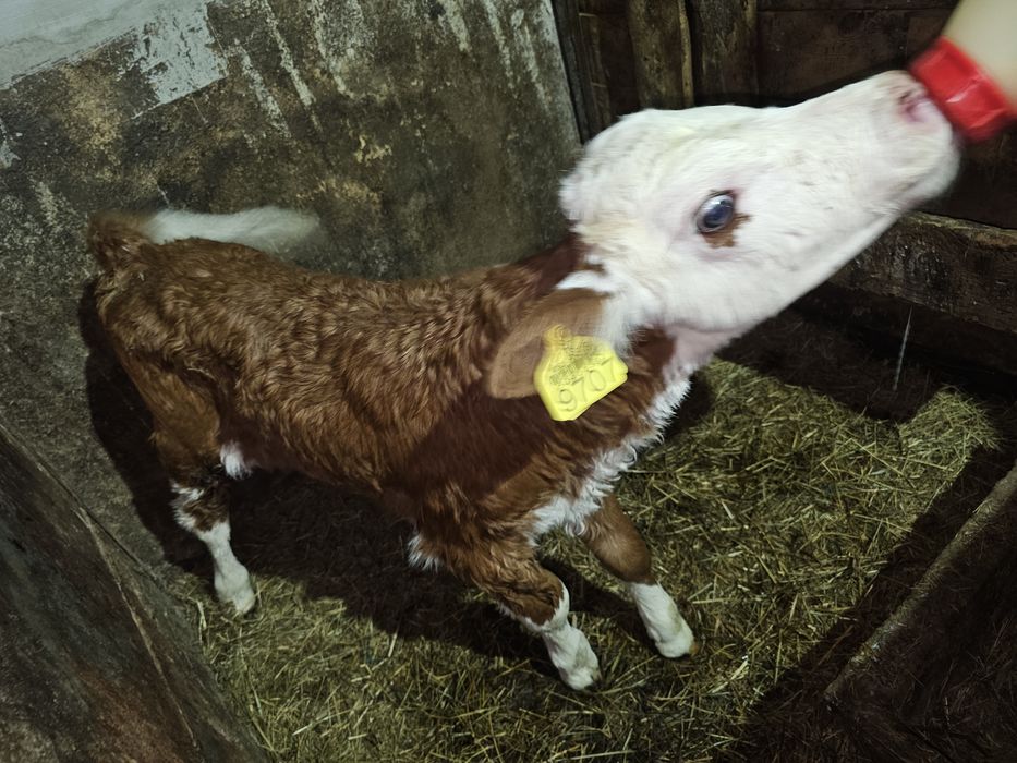 Vând vițică red holstain