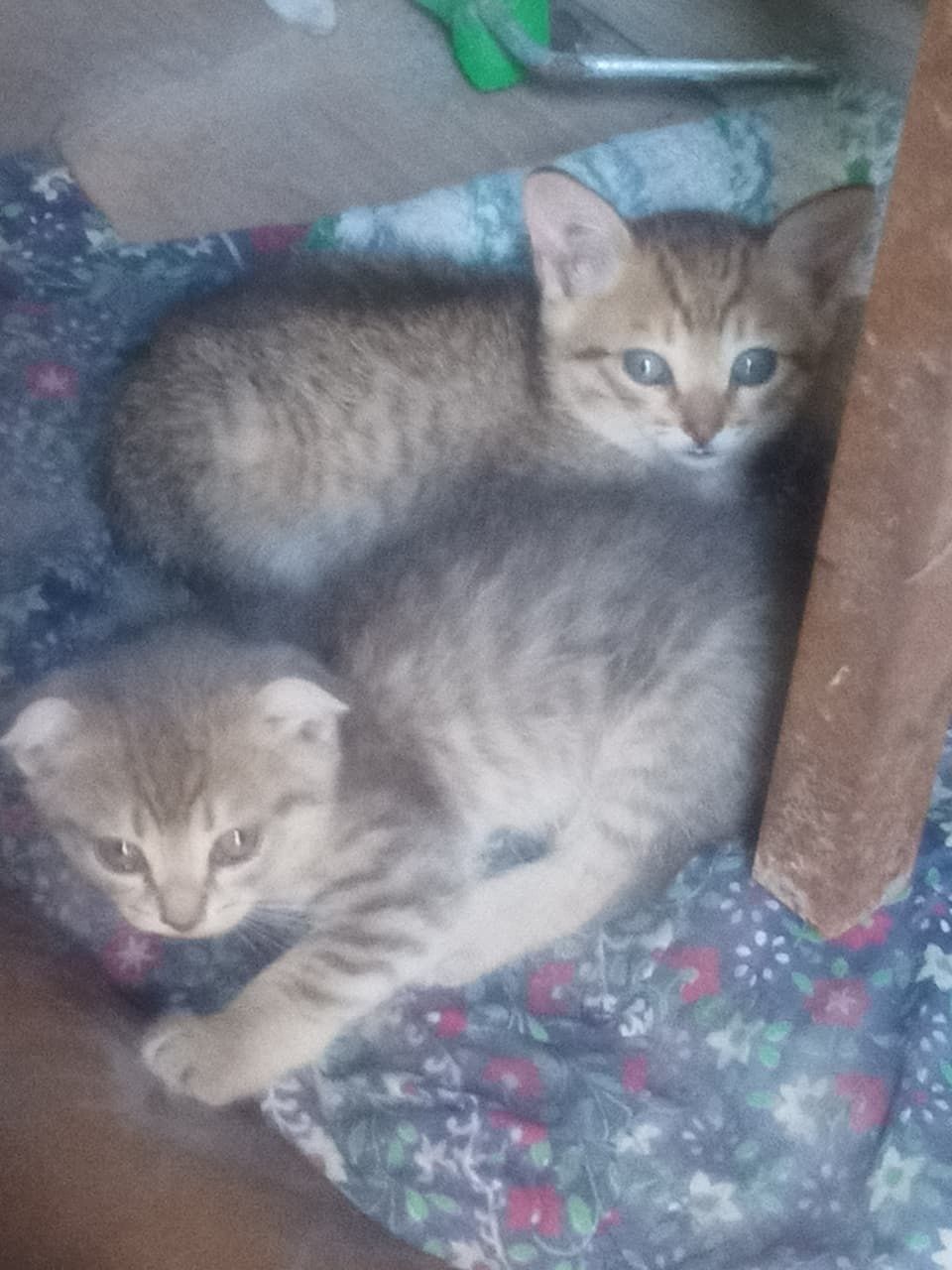 Отдам котят даром