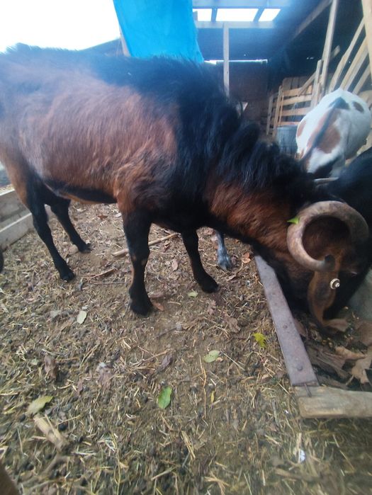 Vând sau schimb țap