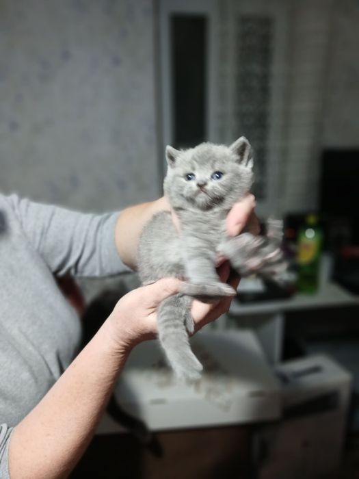 Продаются породистые  шотландские  котята  Скотиш  фолд и страйт