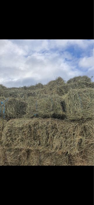 Vând Baloți FAN 18 lei / buc