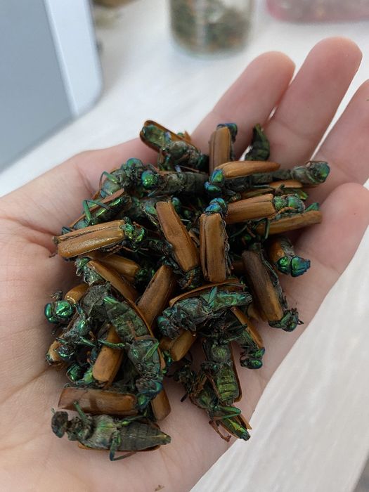 Алтын коныз майский жук золооотой жук