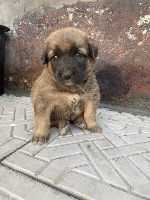 Пристраивается щенок