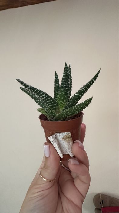 Хавортия растение комнатное