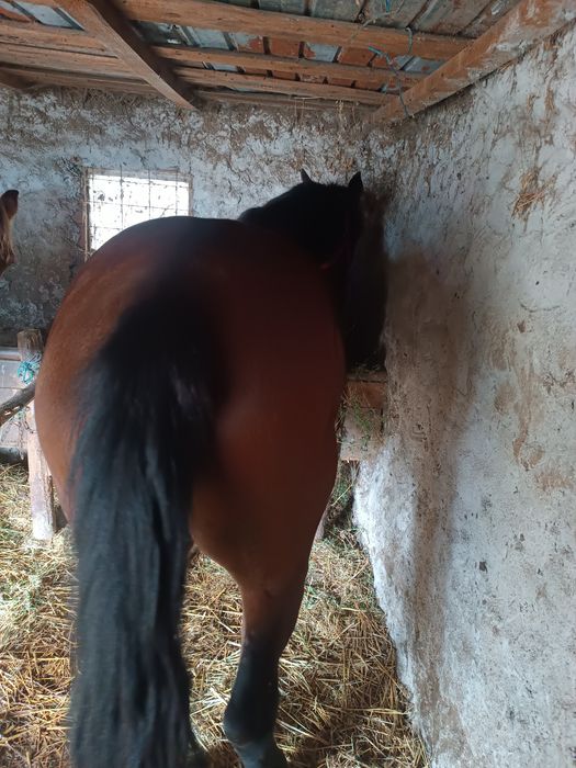 Cal castrat de 4 ani