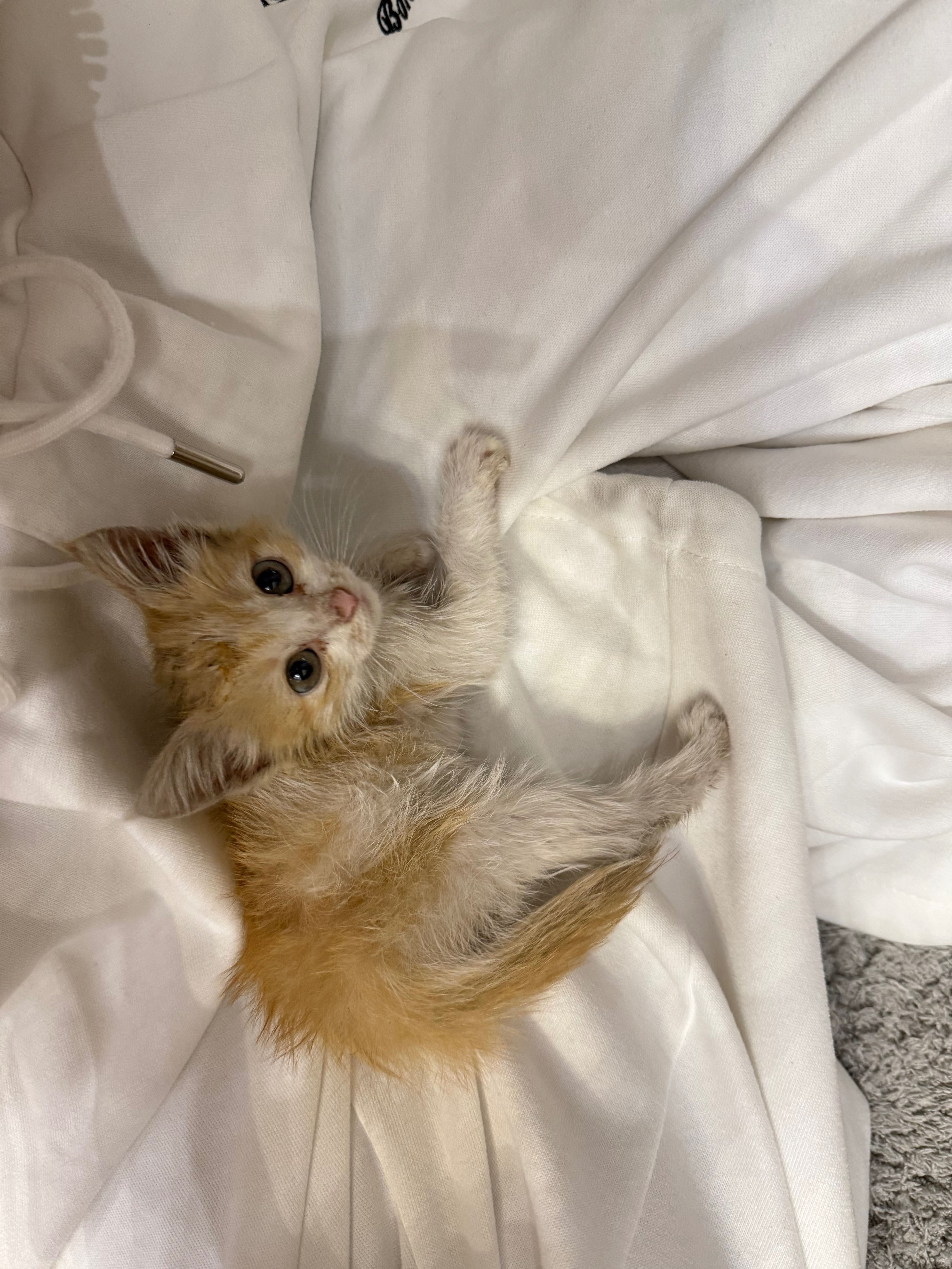Котенок ищет дом!!!