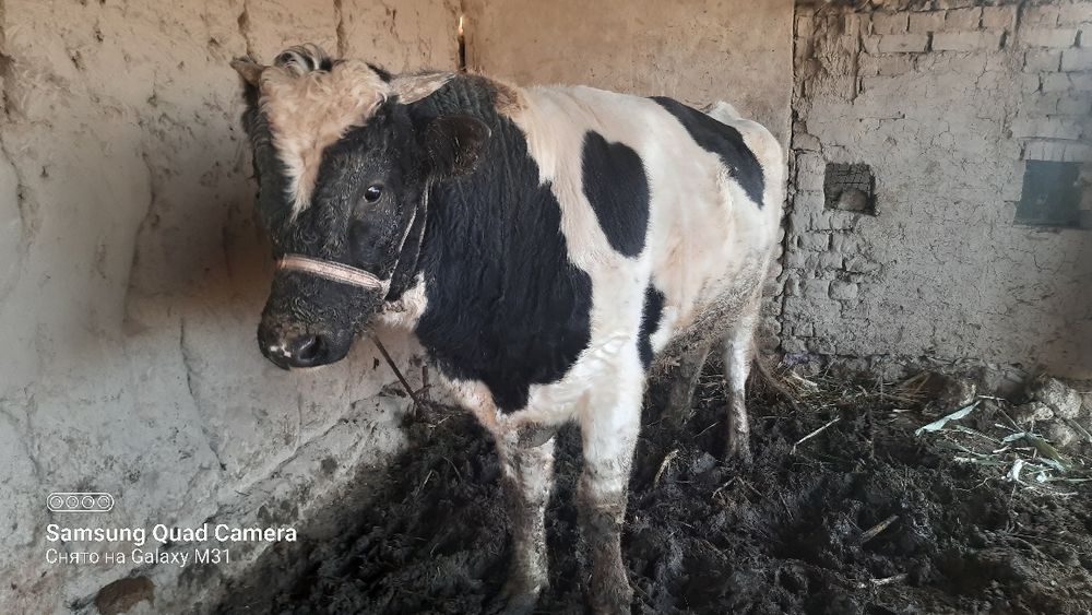 Букатой сатилоди срочна