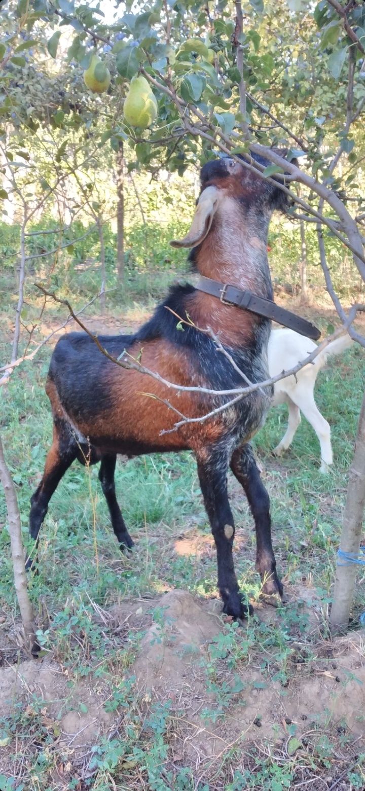 Țap Anglo-Nubian schimba domiciliul