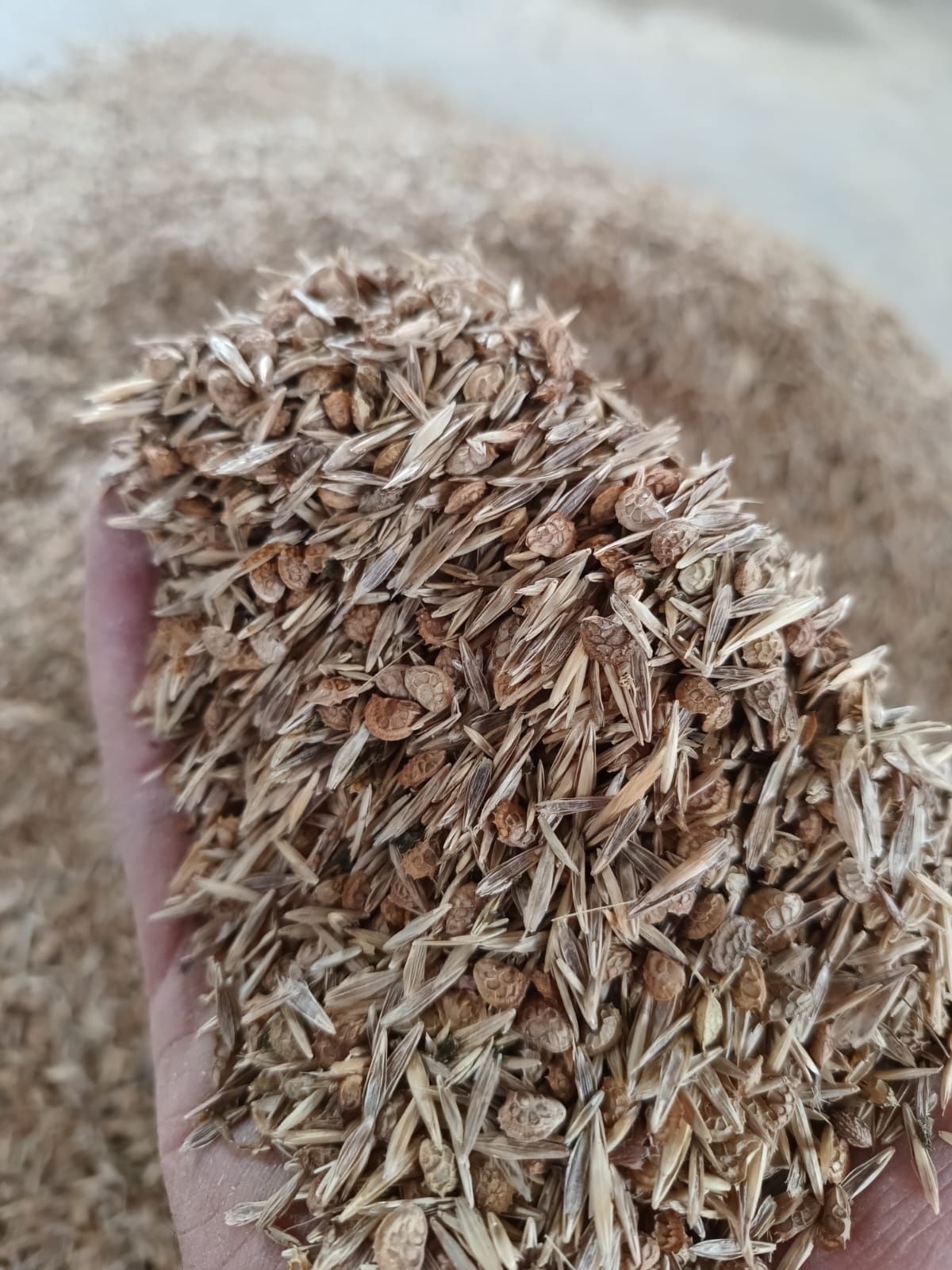 Samanta Amestec 3 feluri Sparceta, Bromus, iarba pt coasa sau pasune