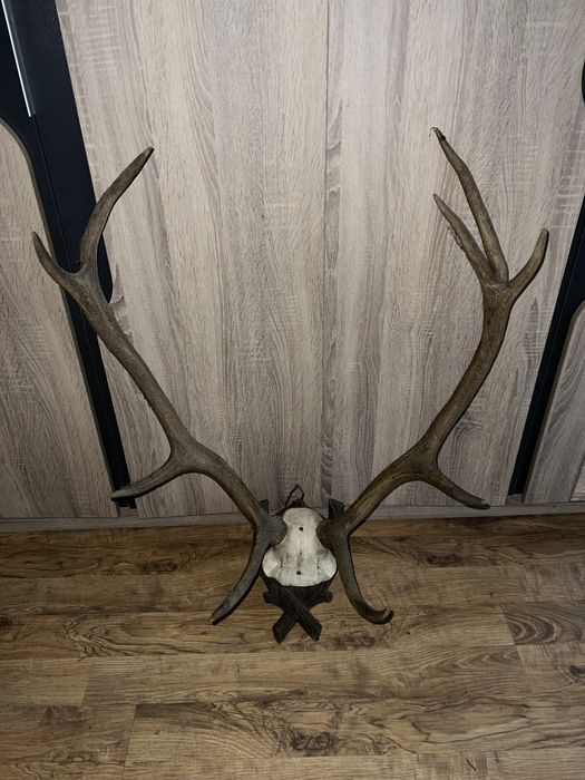 Trofeu cerb autentic!
