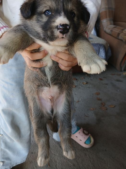 Продам щенка лайки. Без документов. Без прививки. Ничего не делал.