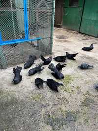 Гълъби черни гладки късогаги, салтанети