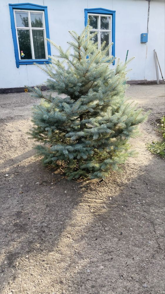 Продам елку синего окрасса