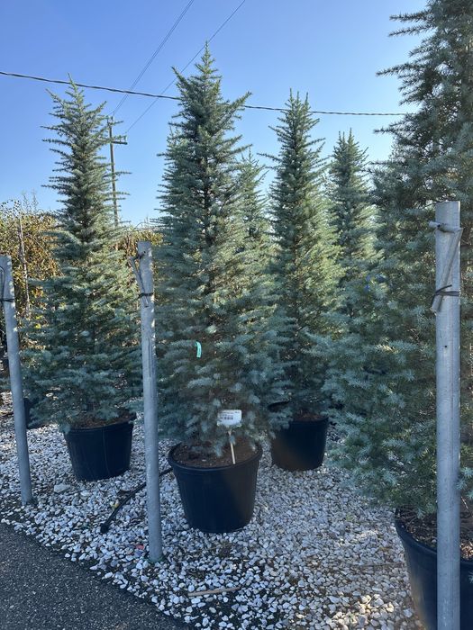 Tuia lilandi zmarard