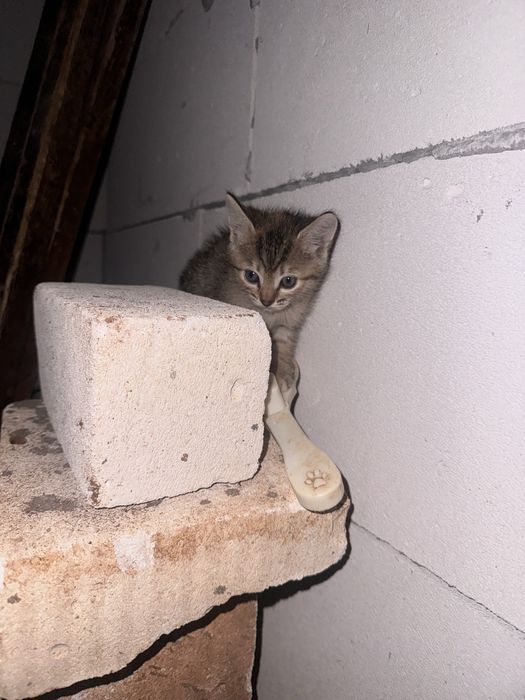 Котята бесплатно