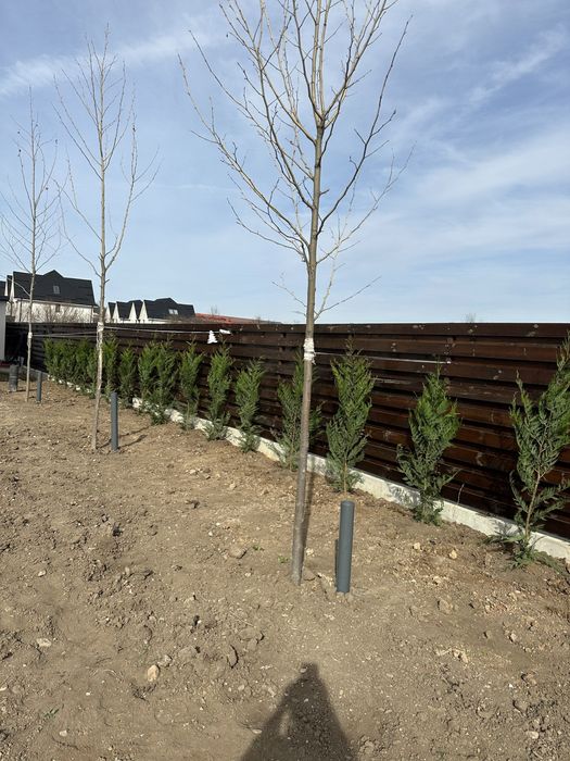 Copaci / Mesteacan / Tei / Platan / Cires