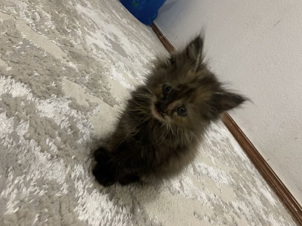 Сеамский котенок девочка  1,5 месяц